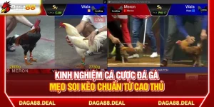 Kinh Nghiệm Cá Cược Đá Gà - Mẹo Soi Kèo Chuẩn Từ Cao Thủ