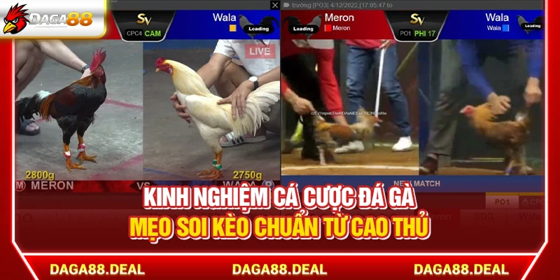 Kinh Nghiệm Cá Cược Đá Gà - Mẹo Soi Kèo Chuẩn Từ Cao Thủ