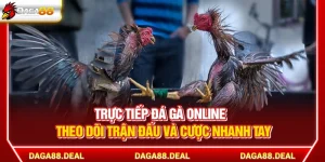 Trực Tiếp Đá Gà Online - Theo Dõi Trận Đấu Cược Nhanh Tay