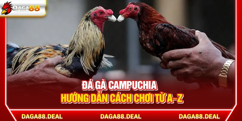 Đá Gà Campuchia Daga88 - Hướng Dẫn Cách Chơi Từ A–Z