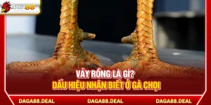 Vảy Rồng Là Gì? Dấu Hiệu Nhận Biết Ở Gà Chọi