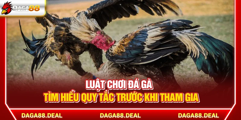 Luật Chơi Đá Gà - Tìm Hiểu Quy Tắc Trước Khi Tham Gia