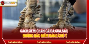 Cách Xem Chân Gà Đá Cựa Sắt - Những Đặc Điểm Đáng Chú Ý