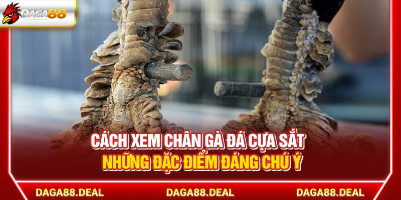 Cách Xem Chân Gà Đá Cựa Sắt - Những Đặc Điểm Đáng Chú Ý