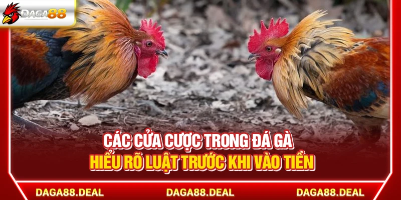 Các Cửa Cược Trong Đá Gà - Hiểu Rõ Luật Trước Khi Vào Tiền