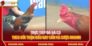 Trực Tiếp Đá Gà C3 - Đấu Trường Trực Tiếp Trận Đấu Đỉnh Cao