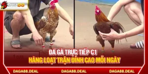 Đá Gà Trực Tiếp C1 - Hàng Loạt Trận Đỉnh Cao Mỗi Ngày