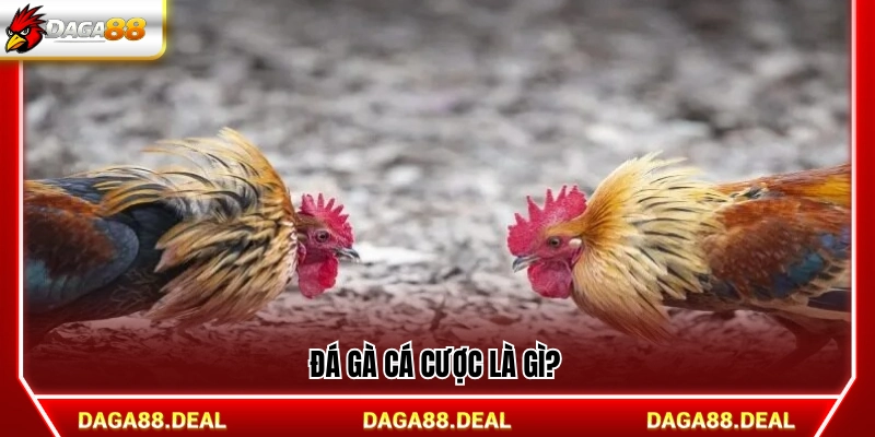 Đôi nét về loại hình đá gà cá cược 