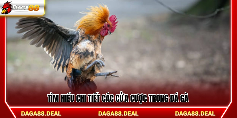 Phân tích cụ thể các cửa cược trong đá gà