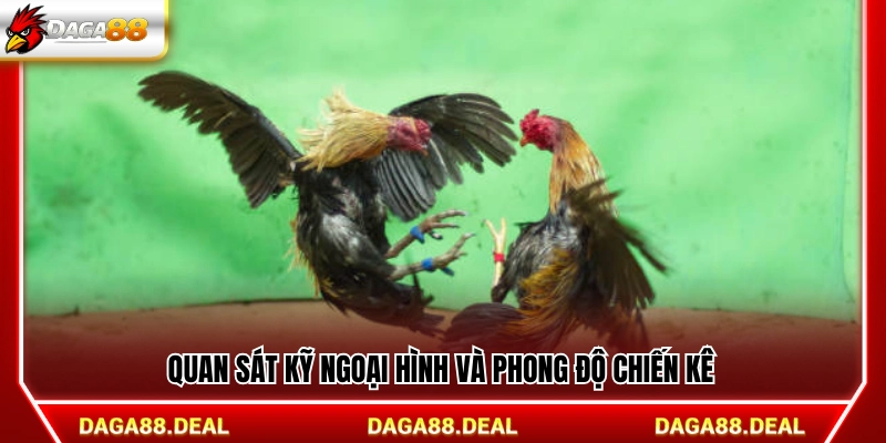 Xem xét cẩn thận thể trạng và phong độ của gà chiến