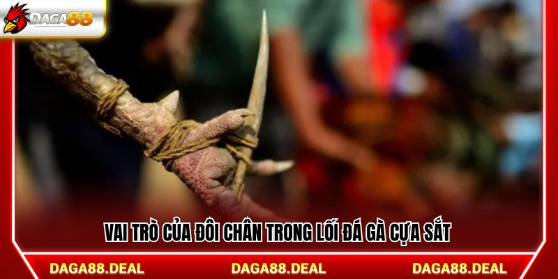 Tầm quan trọng của đôi chân trong đá gà cựa sắt