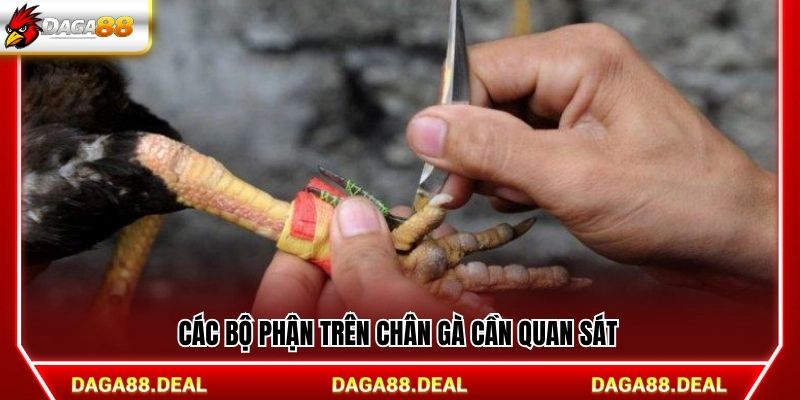 Những vị trí ở chân gà nên xem kỹ