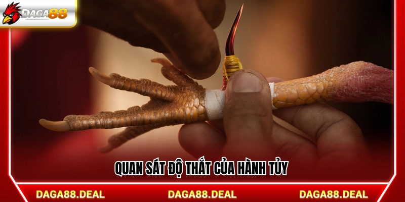 Xem xét độ thon và độ siết của hành tủy