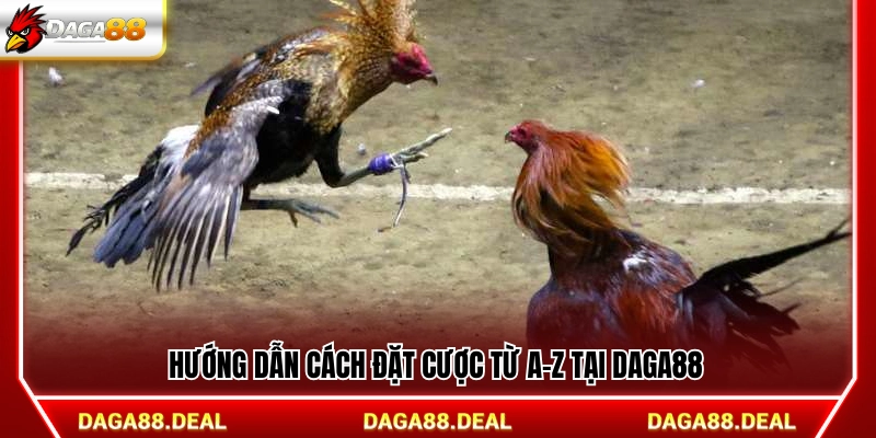 Chỉ dẫn quy trình đặt cược đầy đủ tại Daga88