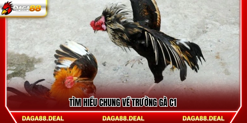 Khám phá tổng quan về trường gà C1