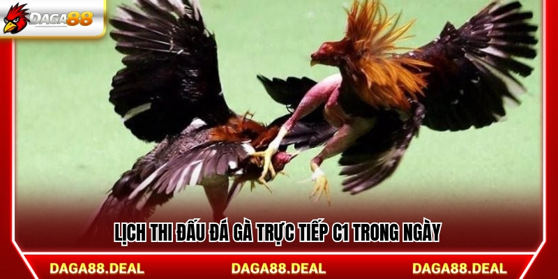 Lịch phát sóng đá gà trực tiếp C1 hôm nay