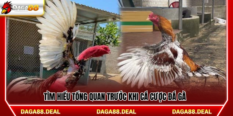 Nắm thông tin tổng quát trước khi đặt cược 