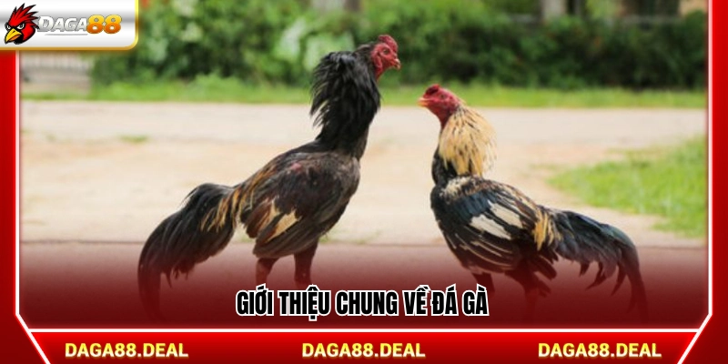Tổng quan về bộ môn đá gà