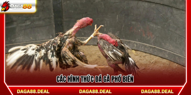 Những loại hình đá gà thường gặp