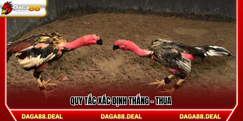 Luật chơi đá gà phân định kết quả thắng thua