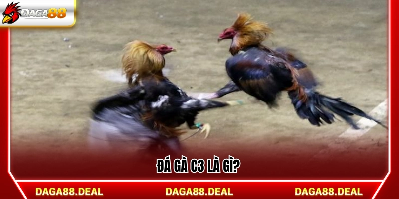 Hình thức trực tiếp đá gà C3 hoạt động ra sao?