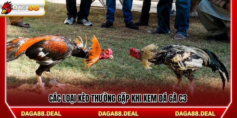 Các hình thức cược thường xuất hiện trong đá gà C3