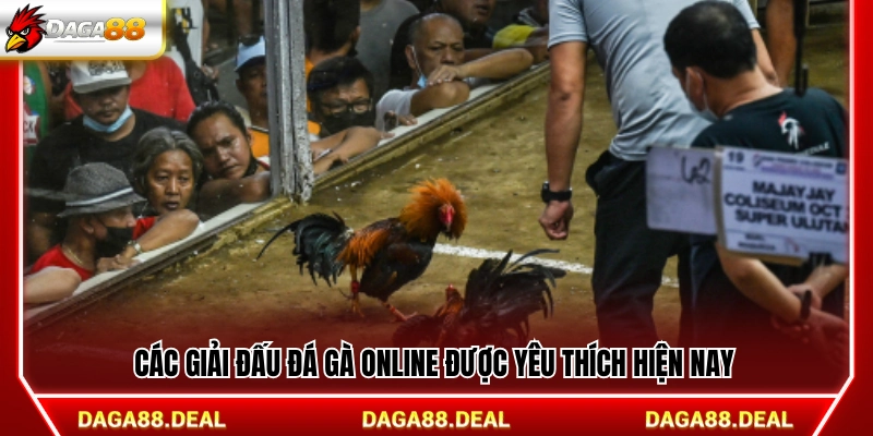 Những giải đá gà trực tuyến thu hút người xem