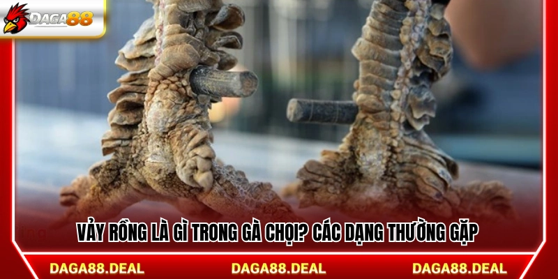 Tìm hiểu vảy rồng là gì trong gà chọi