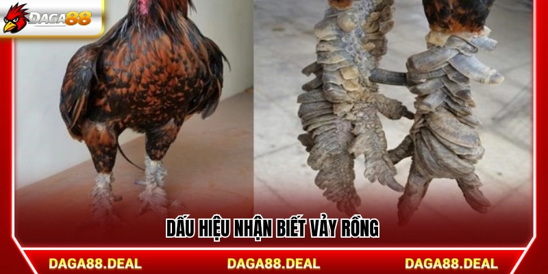 Đặc điểm giúp nhận ra vảy rồng