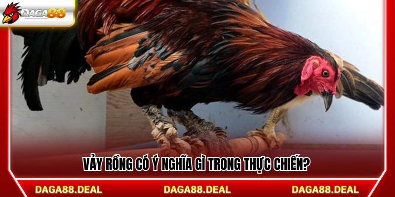 Vảy rồng ảnh hưởng thế nào khi gà thi đấu?